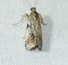 Acrobasis fallouella